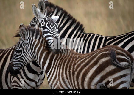 Gruppe der Zebras (Equus burchellii) in der Savanne. Masai Mara Game Reserve. Kenia. Stockfoto