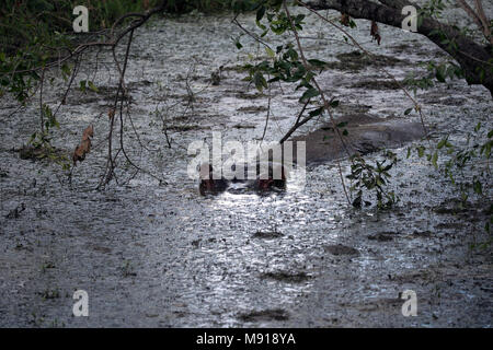 Hippopotamus amphibius (Hippopatamus) in Wasser. Masai Mara Game Reserve. Kenia. Stockfoto