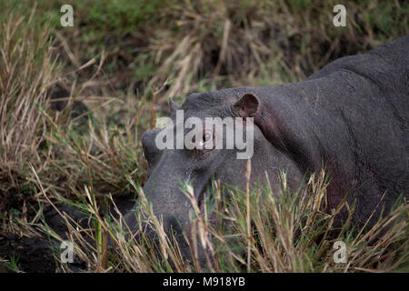 Hippopotamus amphibius (Hippopatamus). Masai Mara Game Reserve. Kenia. Stockfoto