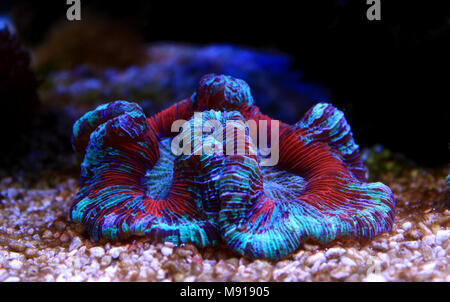 Öffnen Gehirn LPS Korallen in Reef Aquarium Tank Stockfoto