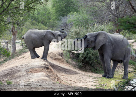 Afrikanischer Elefant (Loxodonta africana). Keer-Keer. Südafrika. Stockfoto