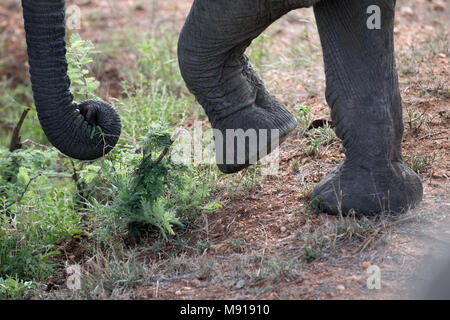 Afrikanischer Elefant (Loxodonta africana). Keer-Keer. Südafrika. Stockfoto