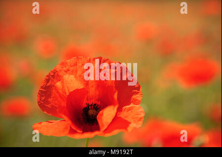 Mohnblumen Nouvelle-Aquitaine Dordogne Frankreich Stockfoto