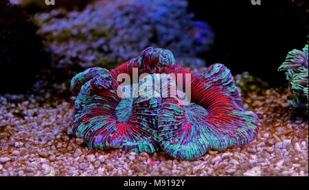 Öffnen Gehirn LPS Korallen in Reef Aquarium Tank Stockfoto