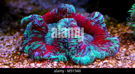 Öffnen Gehirn LPS Korallen in Reef Aquarium Tank Stockfoto