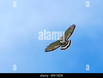 Breedvleugelbuizerd, Breit - winged Hawk, Buteo platypterus im Flug. Kolumbien. Stockfoto