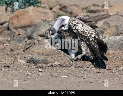 Rüppells Gier, Rueppell von Griffon, Tylose in rueppelli erlangeri Stockfoto