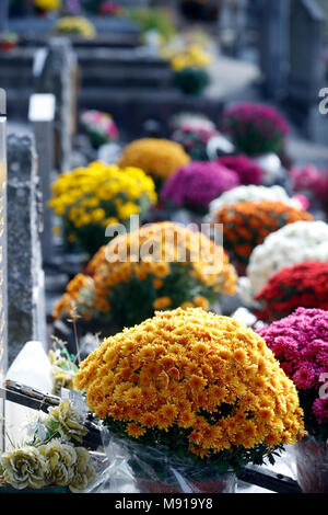 Friedhof zu Allerheiligen. Chrysantheme auf dem Grab. Saint Gervais. Frankreich. Stockfoto