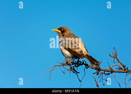 Witstuithoningeter, Yellow-throated Bergmann, Manorina flavigula flavigula Stockfoto