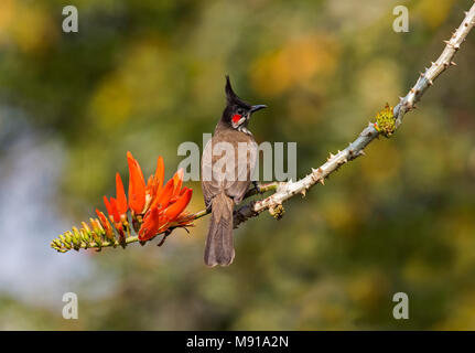 Rot-Schnurrbärtiger Bulbul Stockfoto