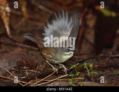 Witbrauwstruiksluiper, Weiß der tiefsten Scrubwren, Sericornis frontalis Stockfoto