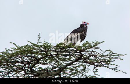 Witkopgier, White-headed Vulture, Trigonoceps occipitalis Stockfoto