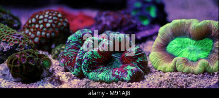 Öffnen Gehirn LPS Korallen in Reef Aquarium Tank Stockfoto