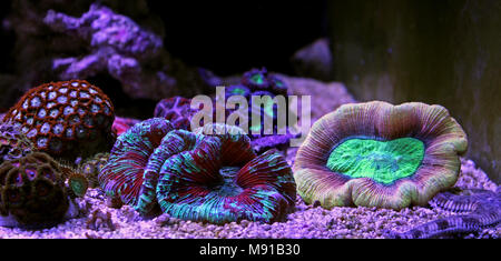 Öffnen Gehirn LPS Korallen in Reef Aquarium Tank Stockfoto
