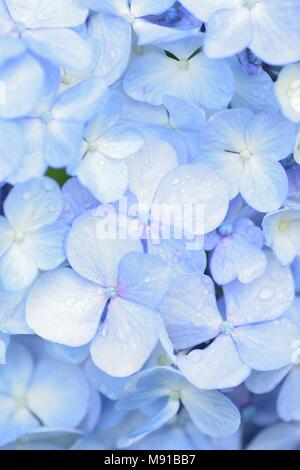 Makro Textur der Blaue Hortensie Blumen mit Wassertropfen Stockfoto