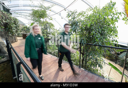 Mitarbeiter des Marwell Zoo machen sich vor der öffentlichen Eröffnung am Montag, 26. März, im neuen Tropenhaus "Energy for Life" im Marwell Zoo in Hampshire durch. Stockfoto