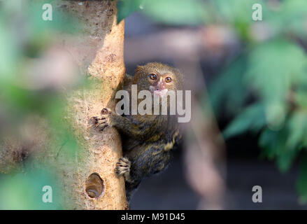 Ein Pygmy-Marmoset im neuen „Energy for Life“ Tropical House im Marwell Zoo in Hampshire vor der öffentlichen Eröffnung am Montag, den 26. März. Stockfoto