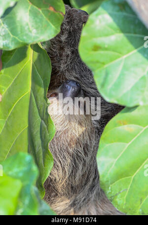 Rica, ein Linnes zweizoniger Sloth, im neuen Energy for Life Tropical House im Marwell Zoo in Hampshire vor der öffentlichen Eröffnung am Montag, den 26. März. Stockfoto