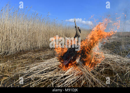 Schilfschneidemaschine Martin Beaumont burns Reed auf der Norfolk Broads in der Nähe von Irstead, Norfolk. Stockfoto