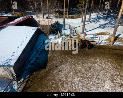 Eine Straße mit weißen und braunen Pferden corral, eine stabile steht in einem Pinienwald auf einem warmen Frühlingstag, Schnee überall Stockfoto