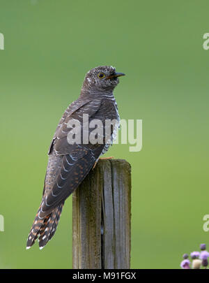 Koekoek ; gemeinsame Kuckuck Cuculus canorus; Stockfoto