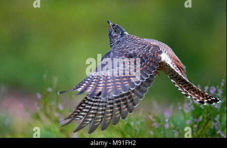 Koekoek ; gemeinsame Kuckuck Cuculus canorus; Stockfoto