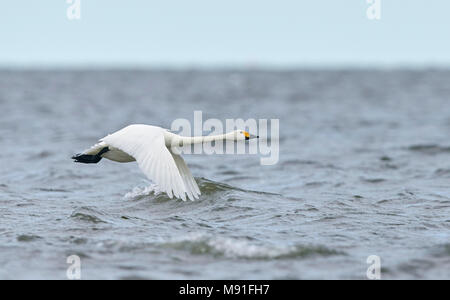 Tundra Swan Bewick's Swan Estland Eesti Viro Cygnus columbianus Pikkujoutsen Stockfoto