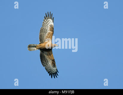 Wespendief, Europäische Wespenbussard, Pernis apivorus Stockfoto