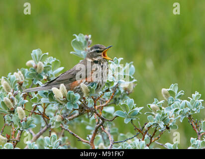 Volwassen Koperwiek, Erwachsene eurasischen Redwing Stockfoto