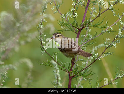 Schilfrohrsänger Finnland Helsinki Acrocephalus schoenobaenus Ruokokerttunen Stockfoto