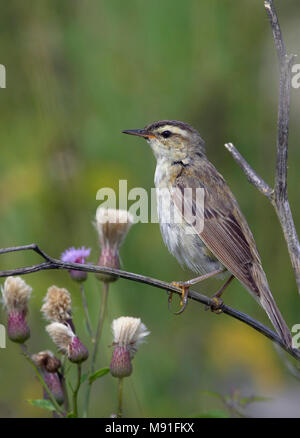 Schilfrohrsänger Finnland August Zucht Ruokokerttunen Helsinki Viikki 2.8. 2009 Acrocephalus schoenobaenus Natur Foto Galerie Wildlife Photographe Bi Stockfoto