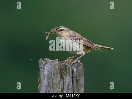 Schilfrohrsänger Finnland August Ruokokerttunen Helsinki Viikki Acrocephalus schoenobaenus Natur Foto Galerie Wildlife Phtographe Birdpictures Luontokuv Stockfoto