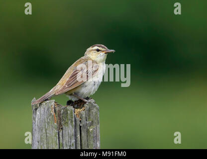 Schilfrohrsänger Finnland August Ruokokerttunen Helsinki Viikki Acrocephalus schoenobaenus Natur Foto Galerie Wildlife Phtographe Birdpictures Luontokuv Stockfoto