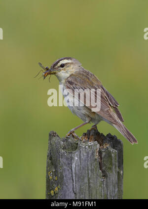 Schilfrohrsänger Finnland August Ruokokerttunen Helsinki Viikki Acrocephalus schoenobaenus Natur Foto Galerie Wildlife Phtographe Birdpictures Luontokuv Stockfoto