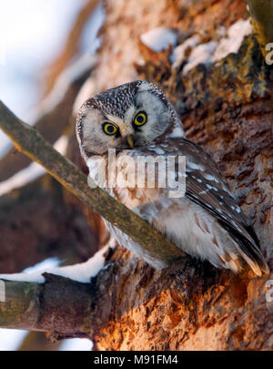 Tengmalm's Owl Boreal Eule Finnland Helmipollo Aegolius funereus Stockfoto