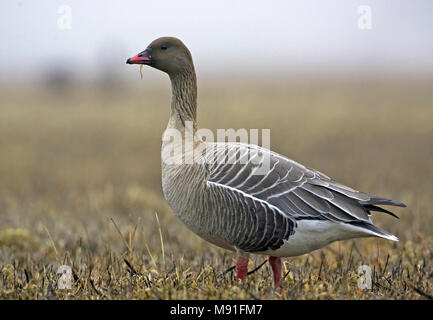 Pink-footed Goose Anser brachyrhynchus Lyhytnokkahanhi Spetsbergsgas Kurzschnabelgans Oie à Bec court Ansar piquicorto Oca de Bec curt Oca zamperosee Stockfoto