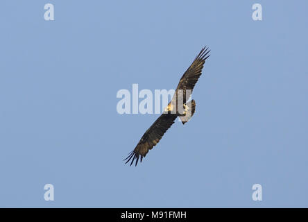 In Keizerarend vlucht; Östliche Kaiseradler (Aquila heliaca) im Flug Stockfoto