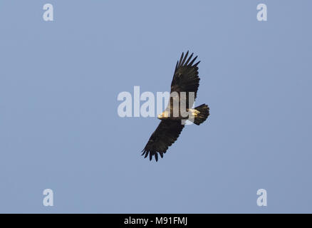 In Keizerarend vlucht; Östliche Kaiseradler (Aquila heliaca) im Flug Stockfoto