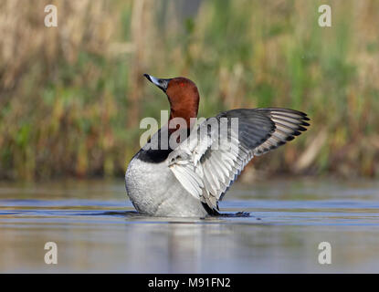 Pochard Flügel flattern Stockfoto