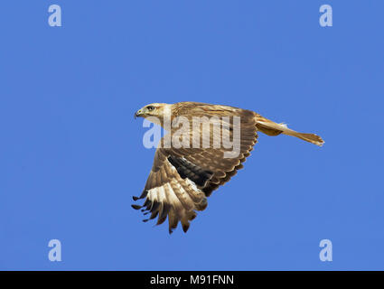 In Arendbuizerd vlucht; Langbeinige Mäusebussard (Buteo rufinus) im Flug Stockfoto