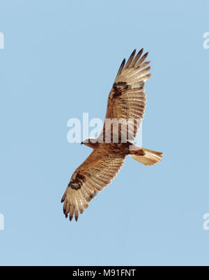 In Arendbuizerd vlucht; Langbeinige Mäusebussard (Buteo rufinus) im Flug Stockfoto