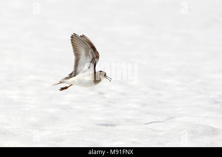 Temmincks Strandloper in Vlucht, temminck's Stint im Flug Stockfoto