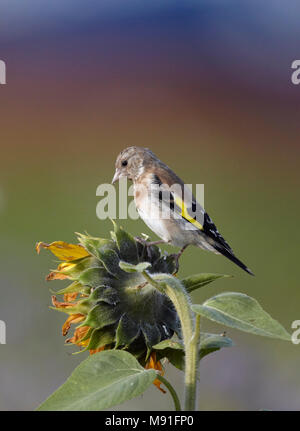 Onvolwassen Putter, unreife Europäische Goldfinch Stockfoto