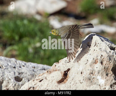 Smyrnagors, Cinereous Bunting, Emberiza cineracea Stockfoto