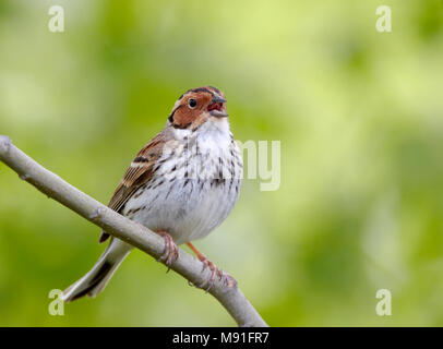 Wenig Bunting, Finnland Stockfoto