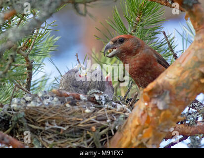 Grote Kruisbek, Parrot Gegenwechsel, Loxia pytyopsittacus Stockfoto
