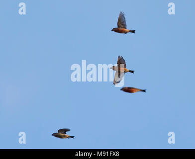 Grote Kruisbek, Parrot Gegenwechsel, Loxia pytyopsittacus Stockfoto