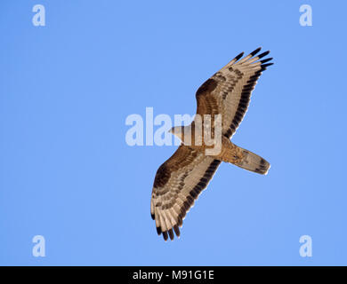 Wespendief, Europäische Wespenbussard, Pernis apivorus Stockfoto