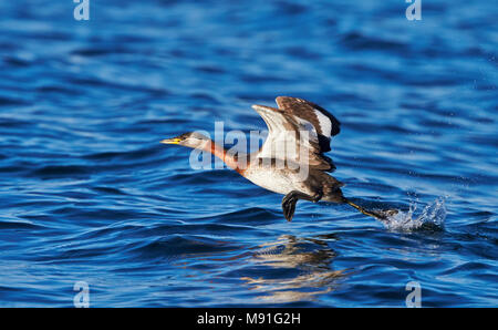 Roodhalsfuut, Red-necked Grebe Podiceps grisegena, Stockfoto