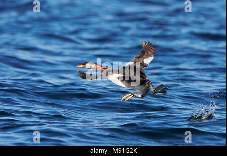 Roodhalsfuut, Red-necked Grebe Podiceps grisegena, Stockfoto